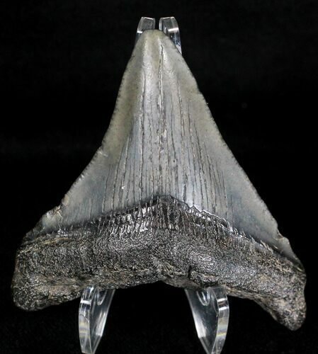 Bargain Megalodon Tooth - South Carolina #18420